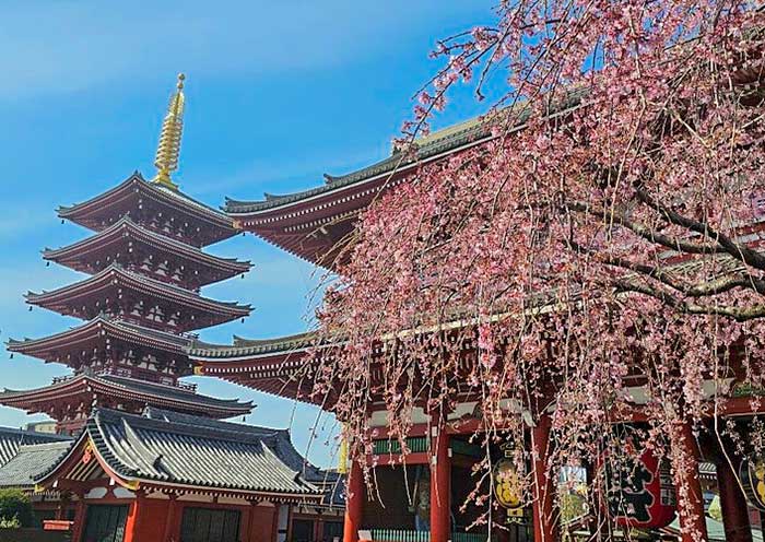 Japan Cherry Blossom Tour Agencies: How to Choose for 2026